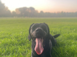 Springador