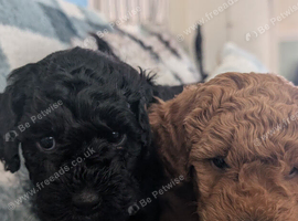 Fb1 jackapoo puppies 2 left from a litter of 7