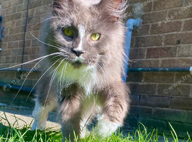 Mainecoon