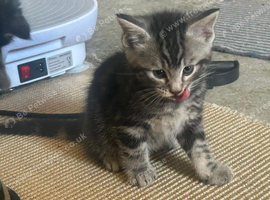 Cute n cuddly kittens for sale