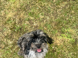 Merle blue puppy