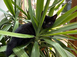 Kittens