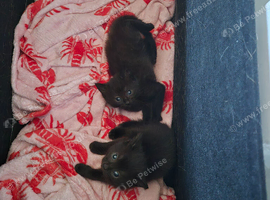 Chocolate kitten for sale