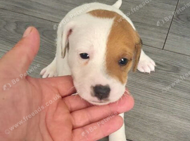 Parson rusell terriers