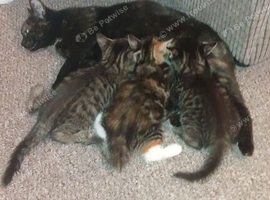 Torbie kittens