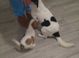 2 girls jack Russell puppies