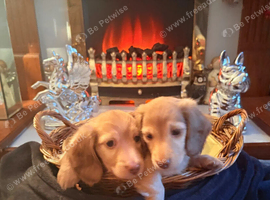Beautiful Miniature Longhaired Dachshund puppies