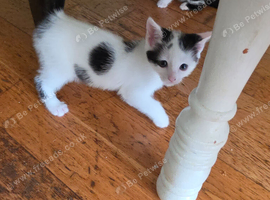 2 kittens