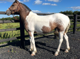 "Dun x Spotted Appaloosa " Dun Filly Coloured
