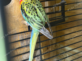 A pair of adult rosellas