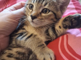 Mixed bengal kittens