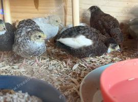 Button Quail