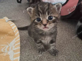 Gorgeous kittens