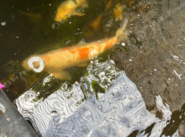 Large koi