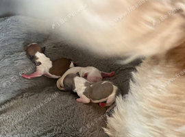 Shih Tzu imperial puppies