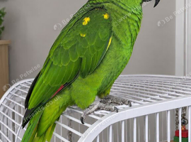 Yellow nape Amazon tame and talking with small cage