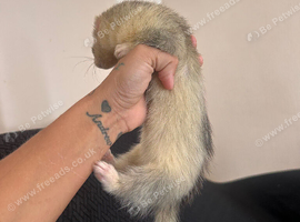 Full hob angora ferret, 2 full sable Jill&rsquo;s and one silver semi angora Jill