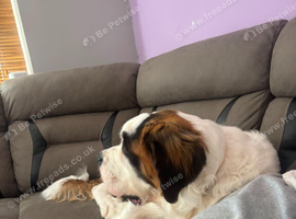 8 month old saint bernard