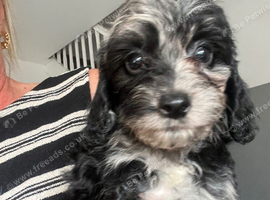 Cockapoo Puppies