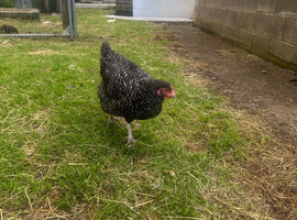 2 point of lay Barred Plymouth Rock hybrid Pullets