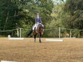 Ex show jumper