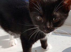 Last kitten
