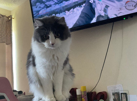 Persian Ragdoll and I can&rsquo;t own a cat anymore due to my landlord please if someone wants him he&rsquo;s all clear