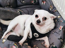 White Male (Castrated) 4 Yr old Chi.