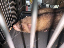 Polecats