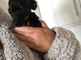 Chihuahua puppy for sale