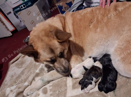 JAPANESE AKITA X STAFFIE PUPS