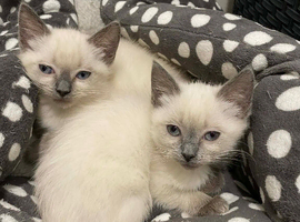 Ragdoll Kittens X