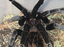 Tarantulas list