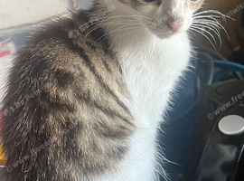For sale 11 week old male kitten