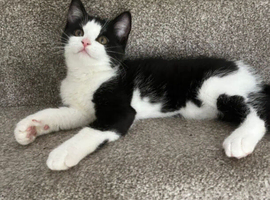 Kittens