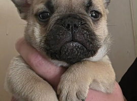 Chow chow x English bulldog