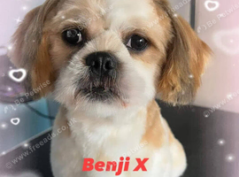 Shih tzu for sale