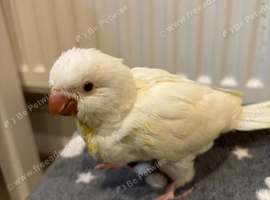 Hand reared albino Quaker baby