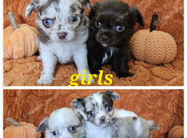 Long haired Chocolate & Chocolate Merle puppies