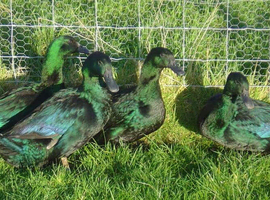 Cayuga ducklings and khaki Campbell ducklings