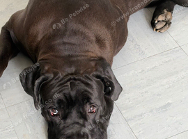 Rehome for 8 month old cane corso
