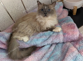 BEAUTIFUL FEMALE ADULT RAGDOLL