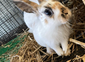 Rabbits for sale hull