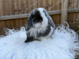 Mini lop siblings
