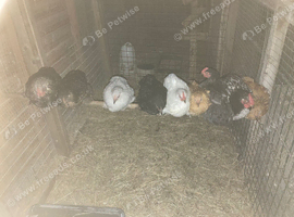 Pekin bantam pullets/hens