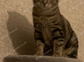 Kittens for sale