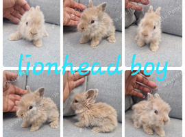 Lionhead babies for reserve