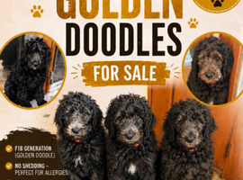 F1B  Rare black standard Goldendoodle puppies in North Wales