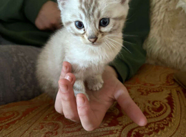 RARE clouded snow bengal kittens! TiCA registered