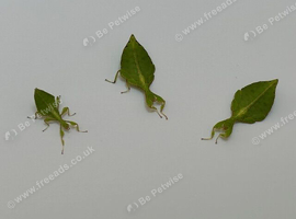 3 Little leaf insect nymphs (Phyllium gardabagusi "Argopuro")